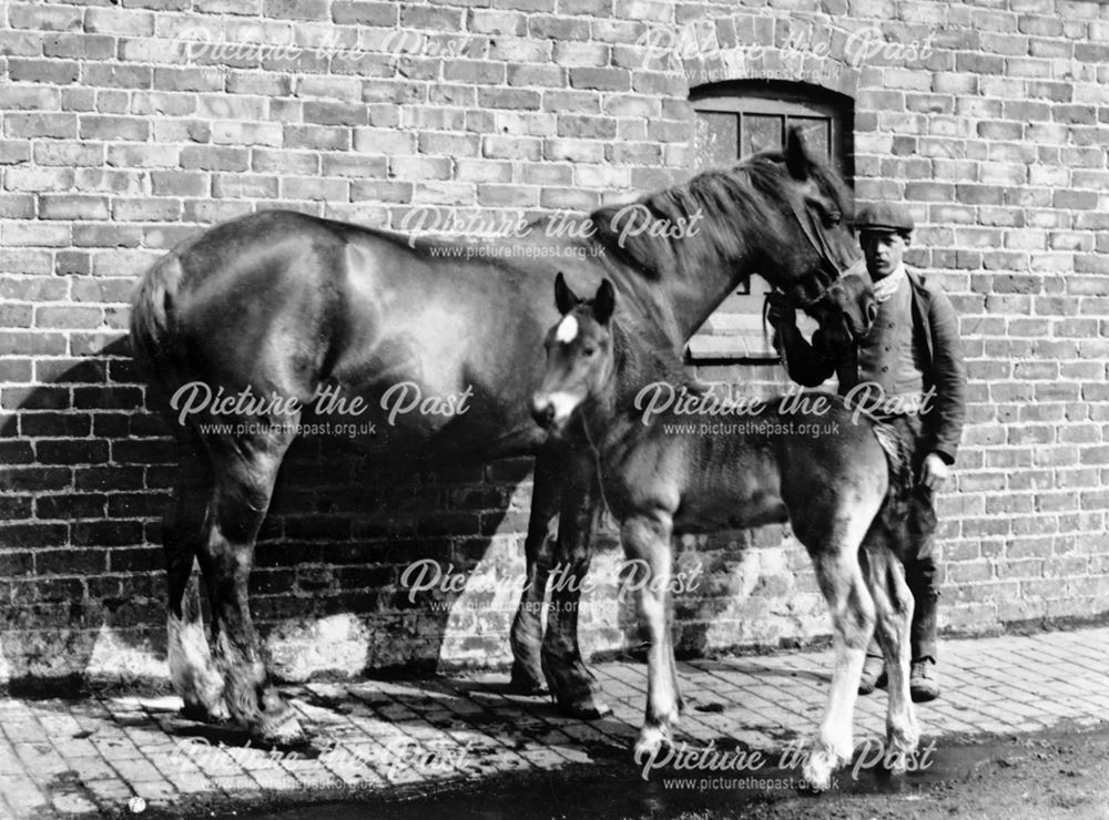 Mare and foal with groom