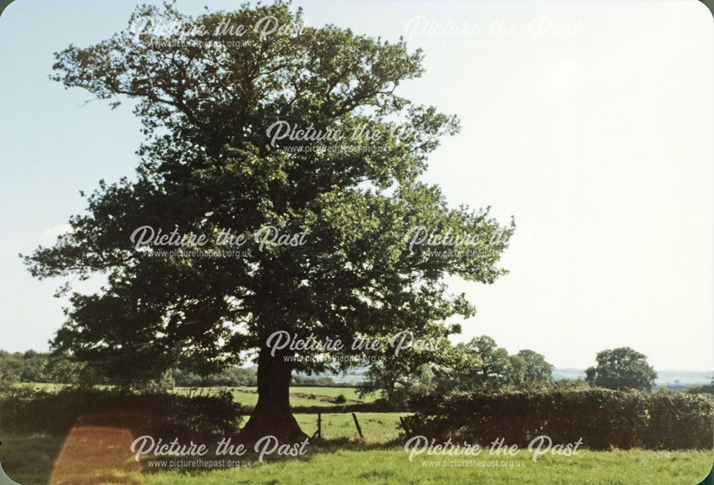 Old Oak Tree at Norman Court, Ripley, 1986