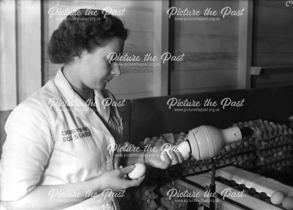 Thornhill and Sons - Egg light machine in use by Mary Ward, c 1955