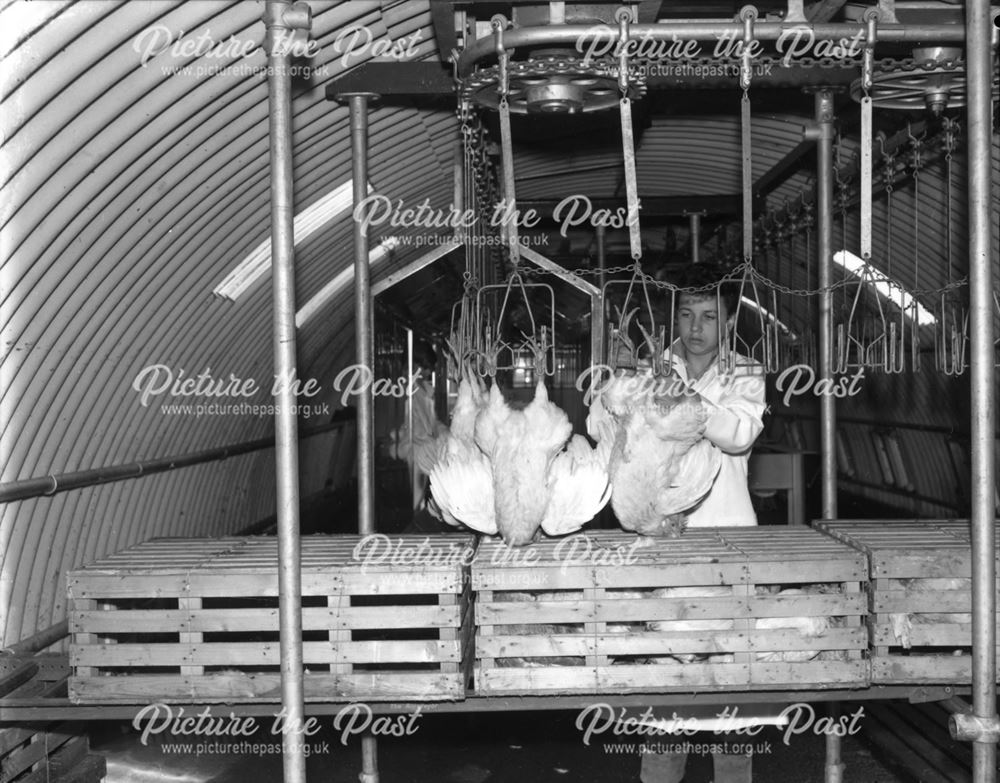 Thornhill and Sons - Racking chickens for processing