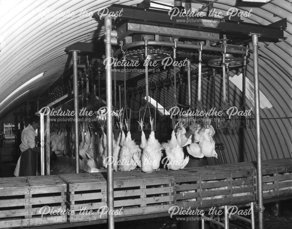 Thornhill and Sons - Processing chickens