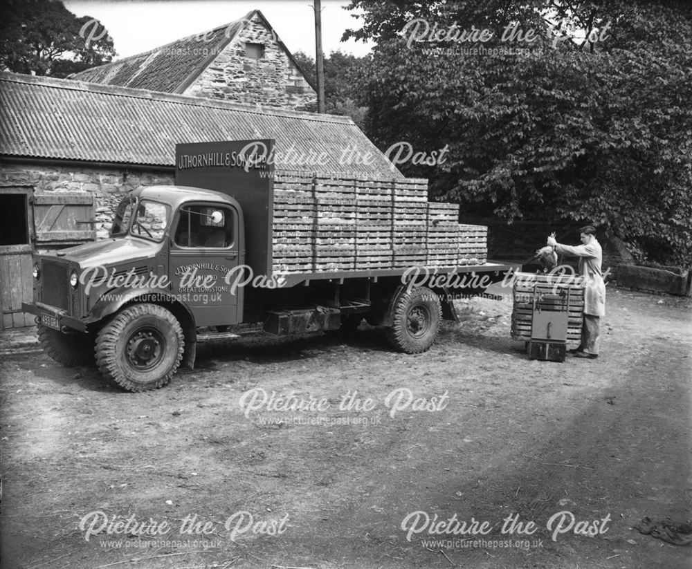 Thornhill and Sons - Packing crated chickens onto a lorry