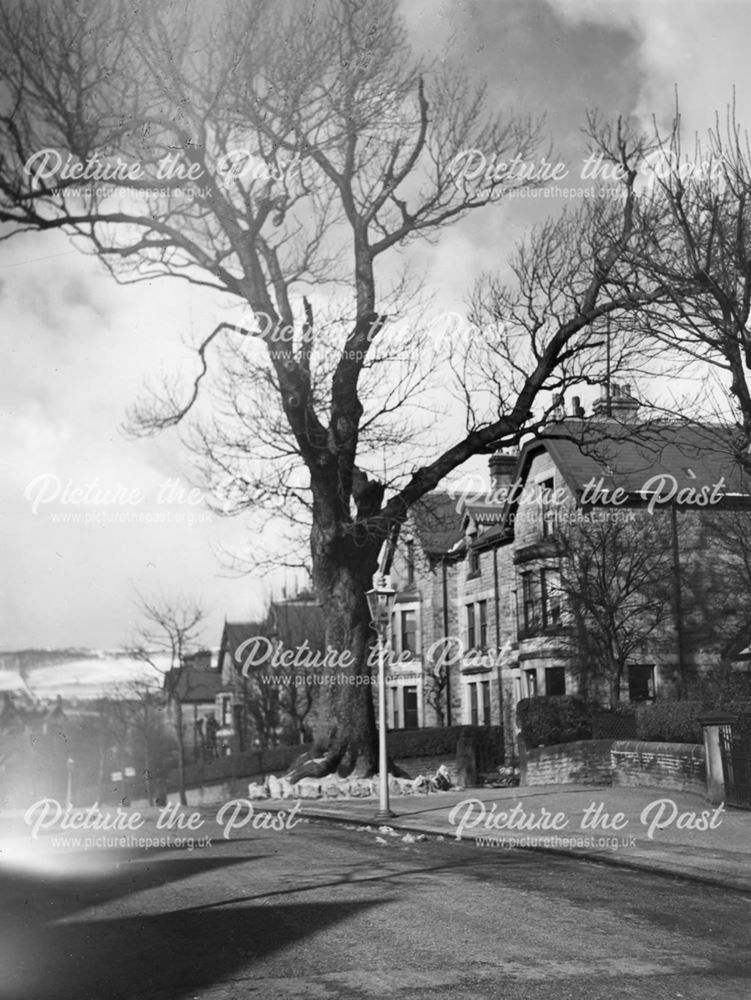 Old ash tree Spencer Road Buxton