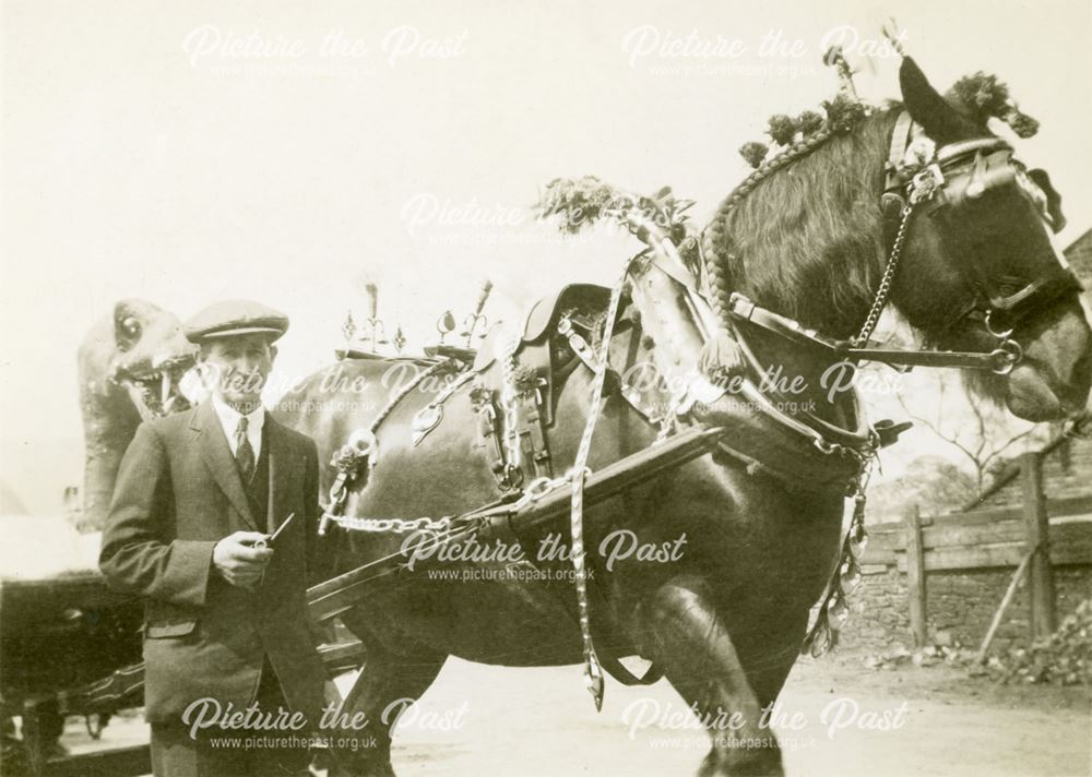 David Huddleston and Shire Horse, Hayfield, c 1930s