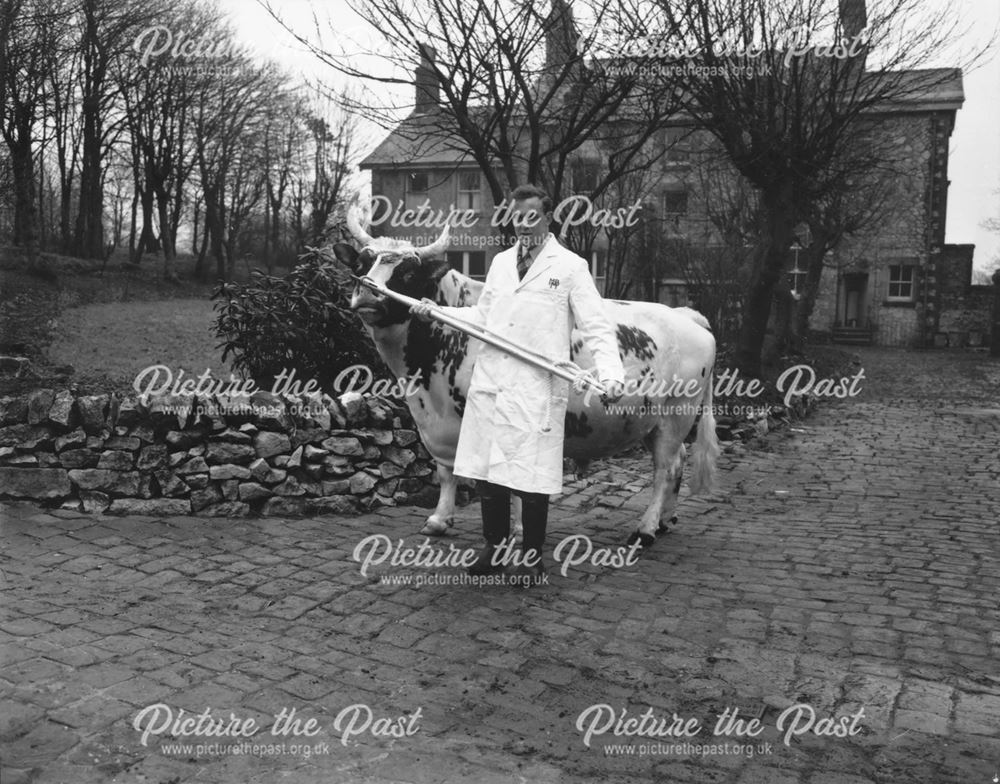 Man Leading Bull, The Milk Marketing Board, Fairfield, Buxton, 1957                                 