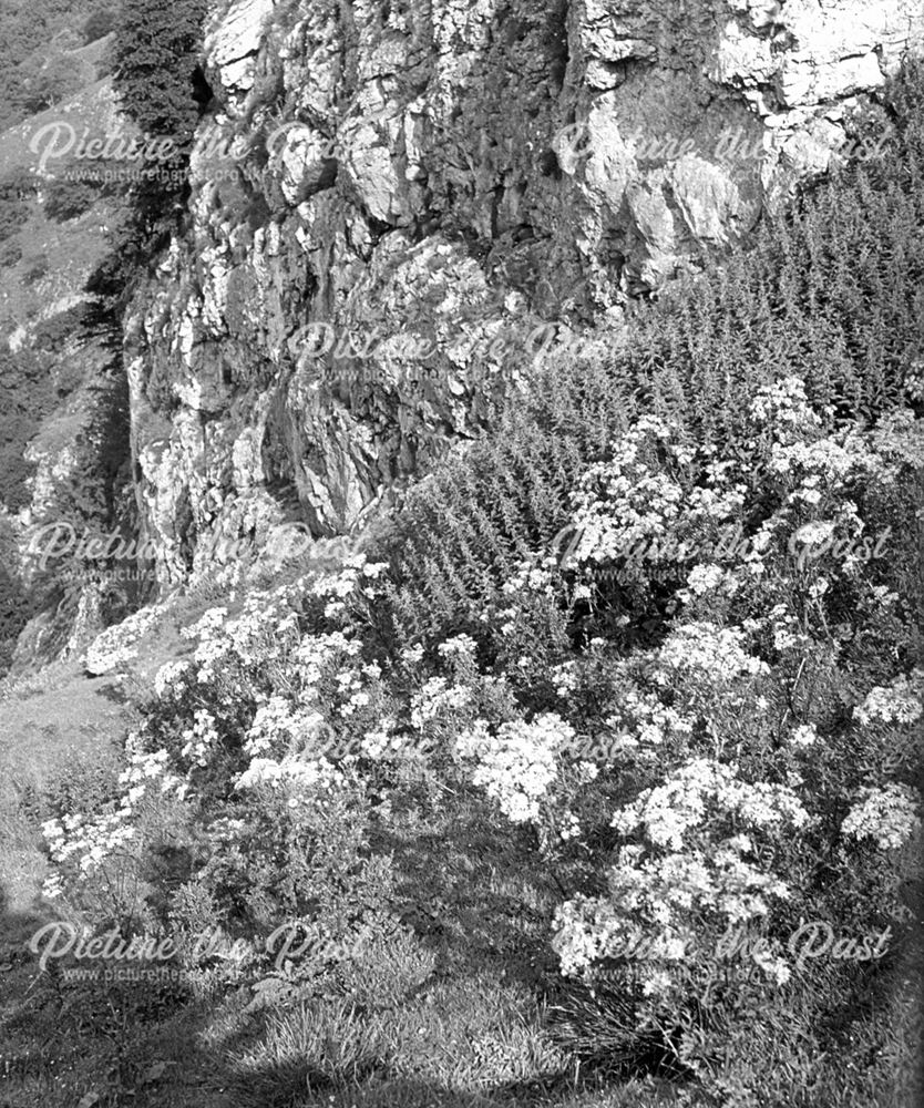 Ragwort above Reynard's Cave, Dovedale