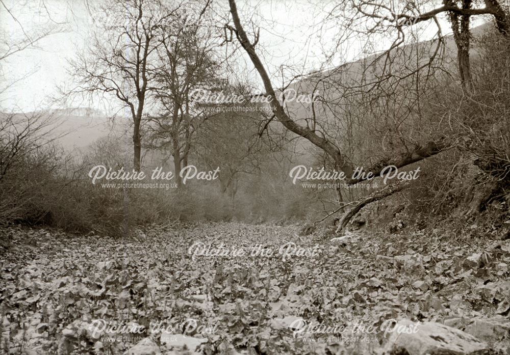 Dry bed of River Hamps, near Waterhouses, 1906