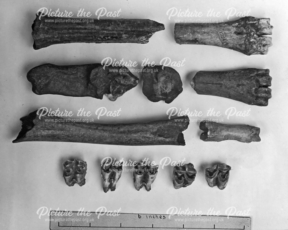 excavated prehistoric fallow deer bones from unknown location, c 1920s ?