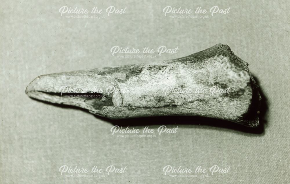 Excavated prehistoric spotted hyena bones from Beeston Tor, Staffordshire, 1920s ?