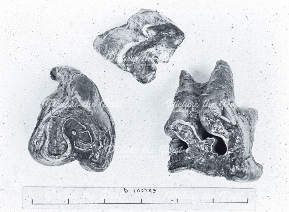 Prehistoric Rhino remains found in Hoe Grange Cave