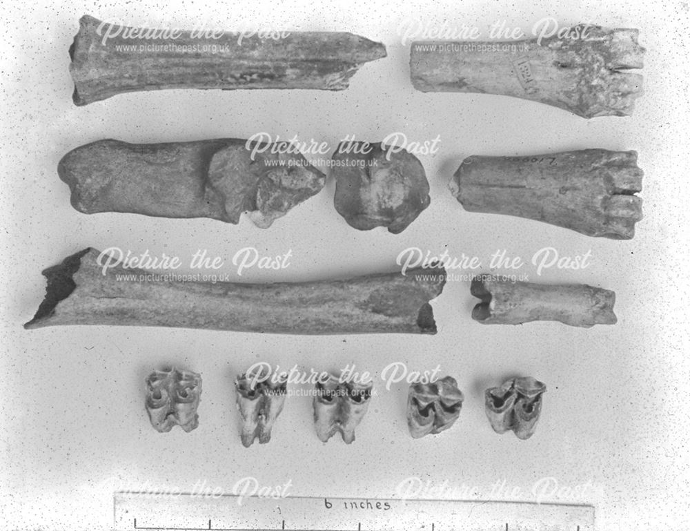 Excavated prehistoric fallow deer bones