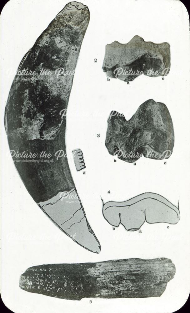 excavated prehistoric sabre-toothed tiger teeth rom unconfirmed location, c 1920s ?