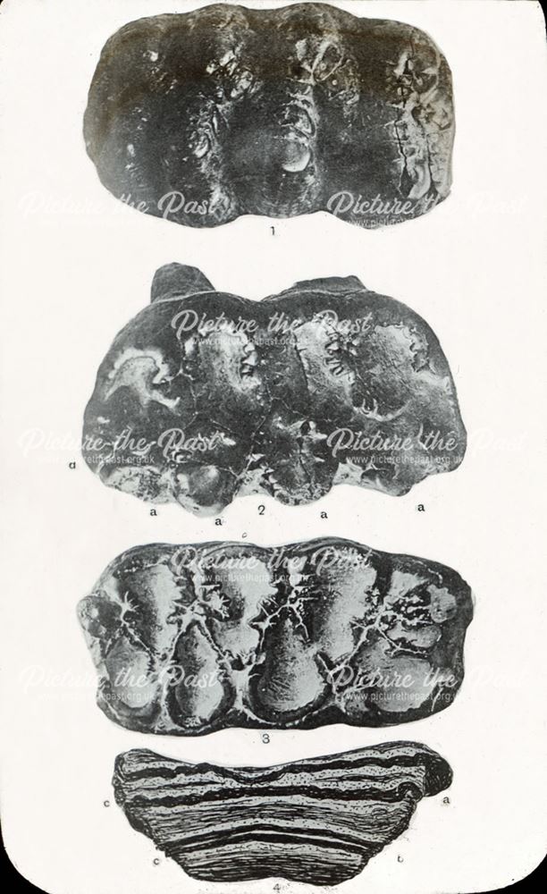 excavated prehistoric mastodon's teeth from an unconfirmed location, c 1920s ?