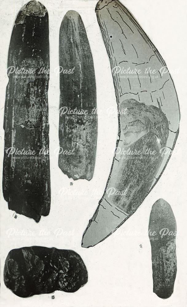 excavated prehistoric mastodon's teeth from an unconfirmed location, c 1920s ?