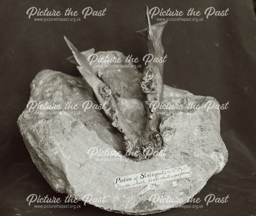 excavated prehistoric bear skull from unconfirmed location, c 1920s ?