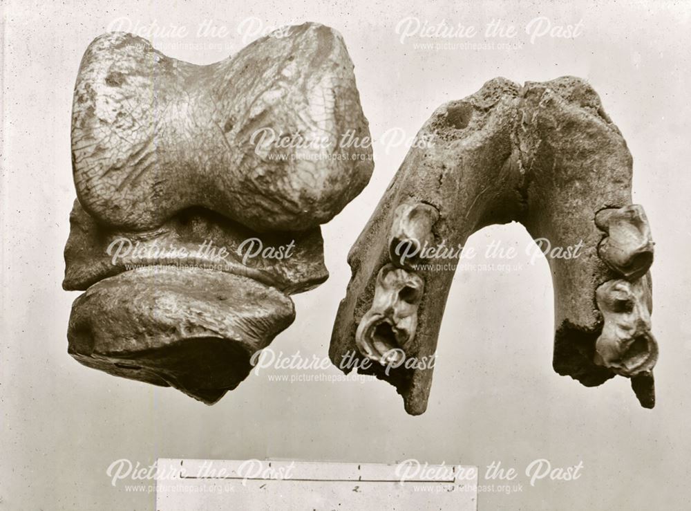 Excavated prehistoric woolly Rhino bone and teeth - Creswell Crags