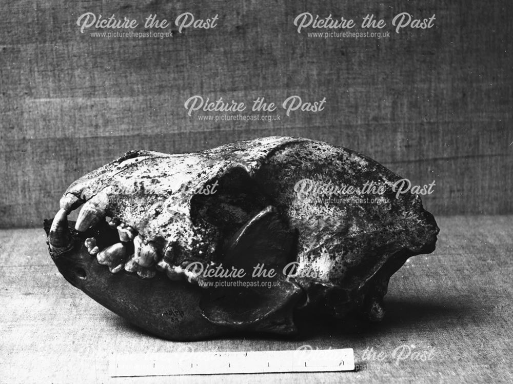 Excavated prehistoric Hyena skull - Creswell Crags