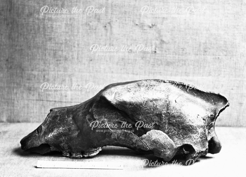 Excavated prehistoric bear skull - Creswell Crags