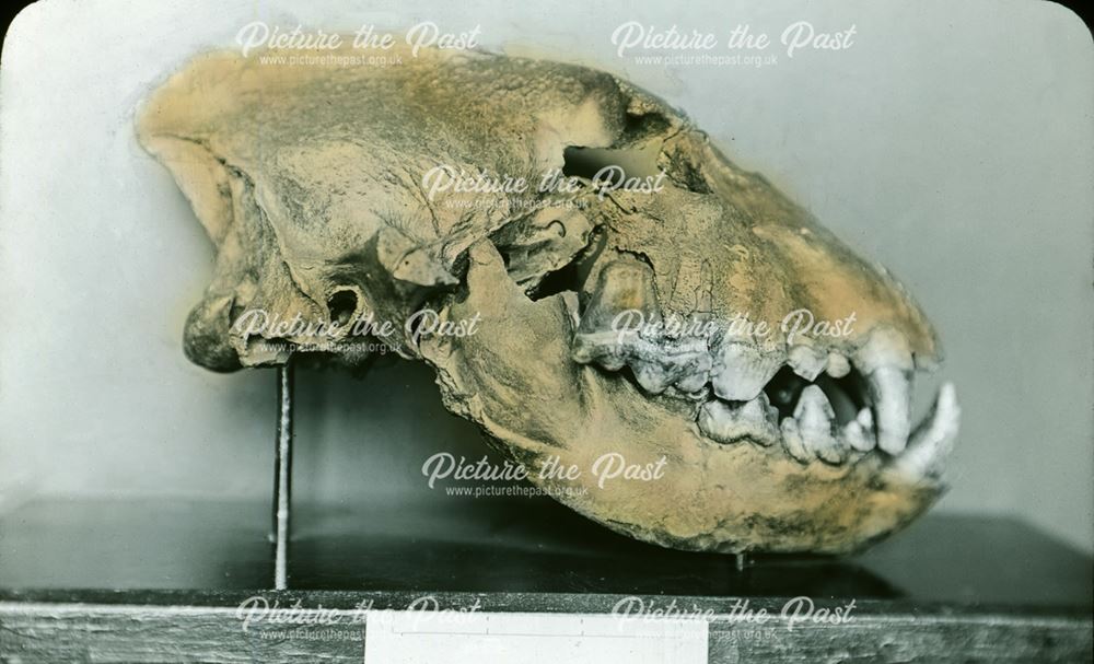 Excavated prehistoric cave hyena skull