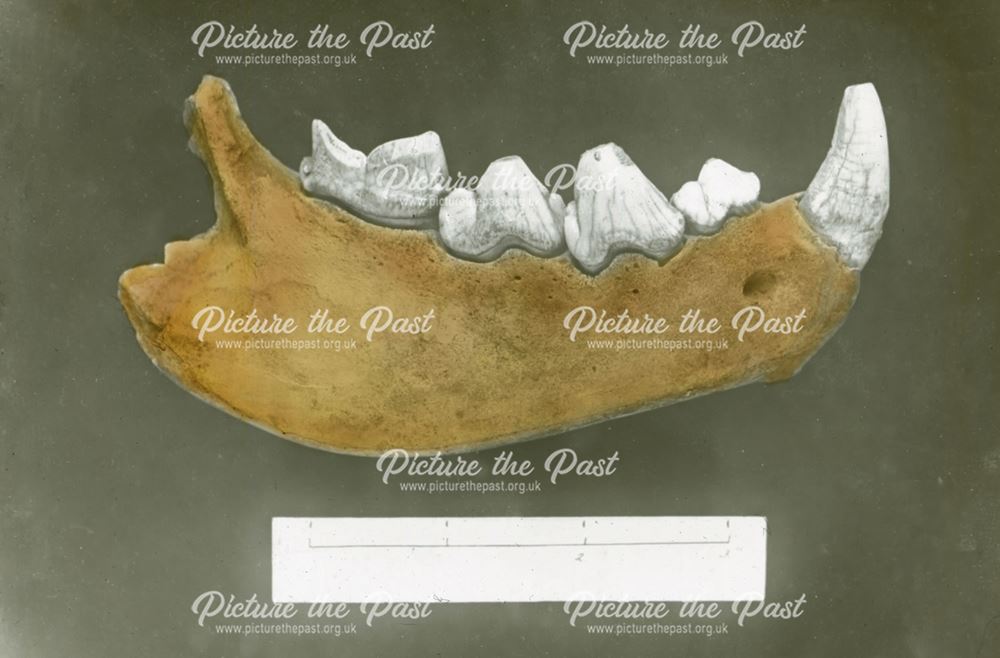 Excavated prehistoric cave hyena jawbone