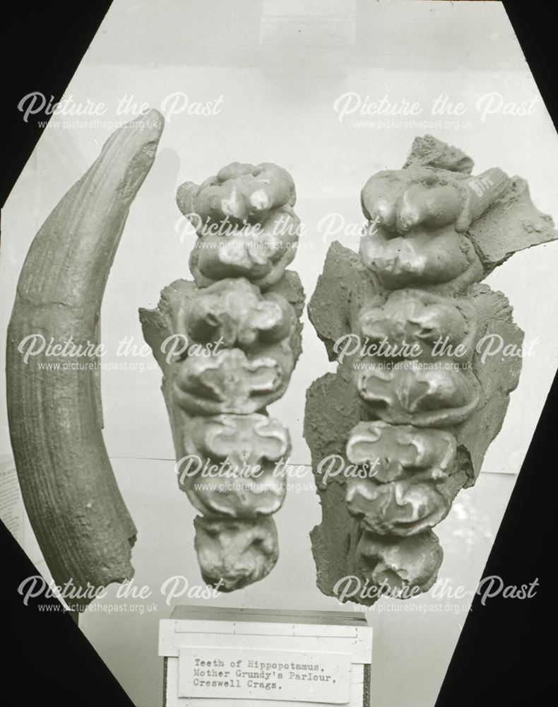 Excavated prehistoric Hippopotamus teeth - Creswell Crags