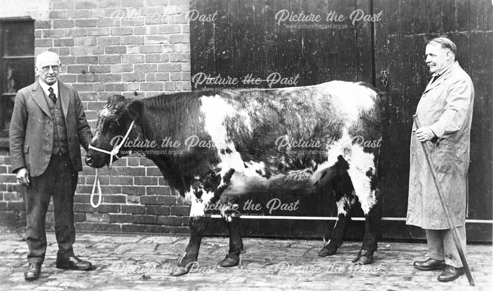 Mr Blaggs slaughter house -prize cow