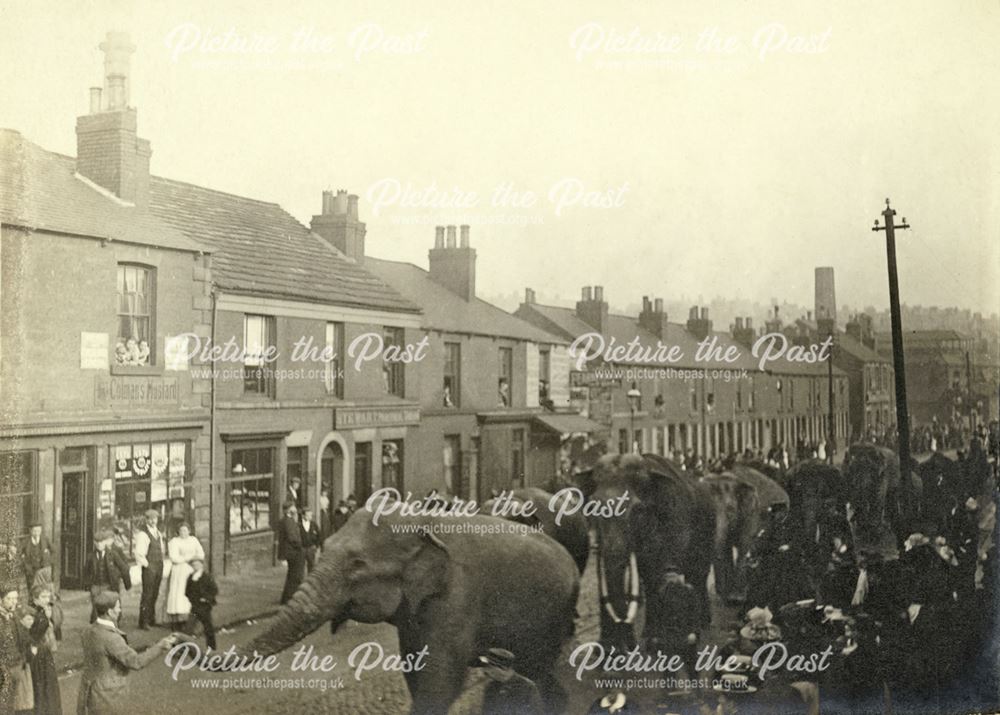 Parade of Barnum and Bailey's Circus elephants (who were performing at Sheffield on December 8 1899)