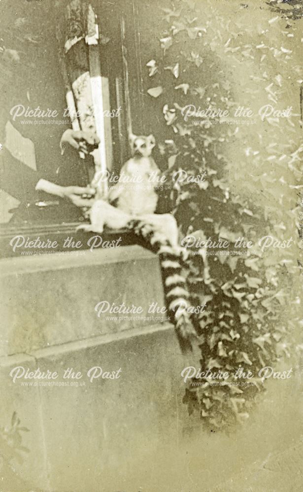 Ring-tailed Lemur at Sutton Rock House, Sutton Scarsdale, c 1910