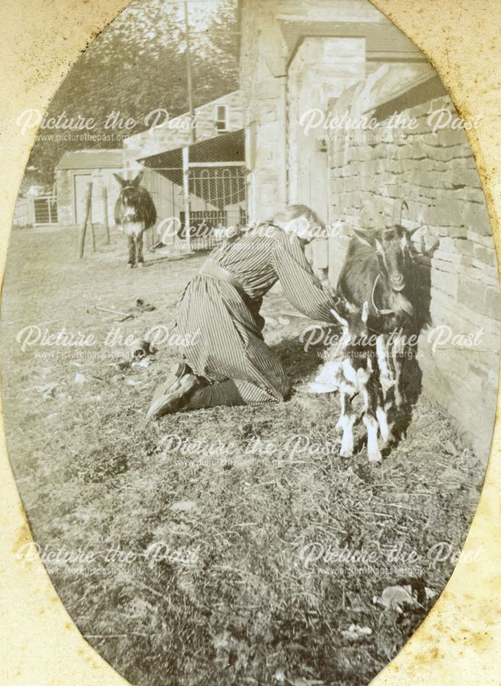 Milking a Goat, possibly Sutton Rock Farm, Sutton Scarsdale, c 1910