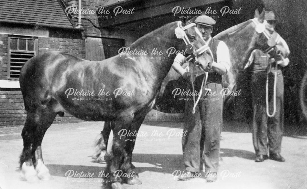 Pit Ponies at Ireland Colliery