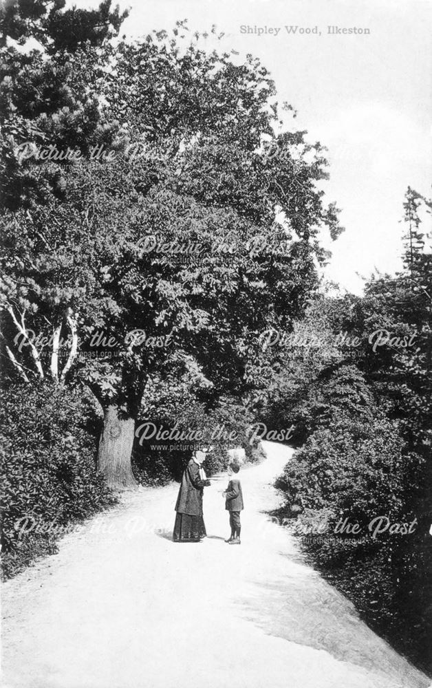 Shipley Wood, between Shipley Hall and Heanor Road, Cotmanhay