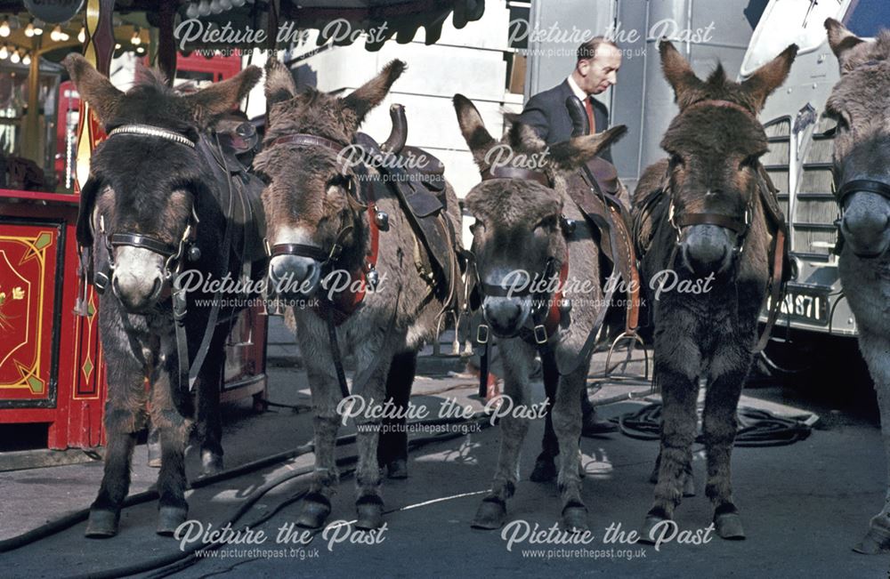 Donkeys at the 1962 Ilkeston Charter Fair