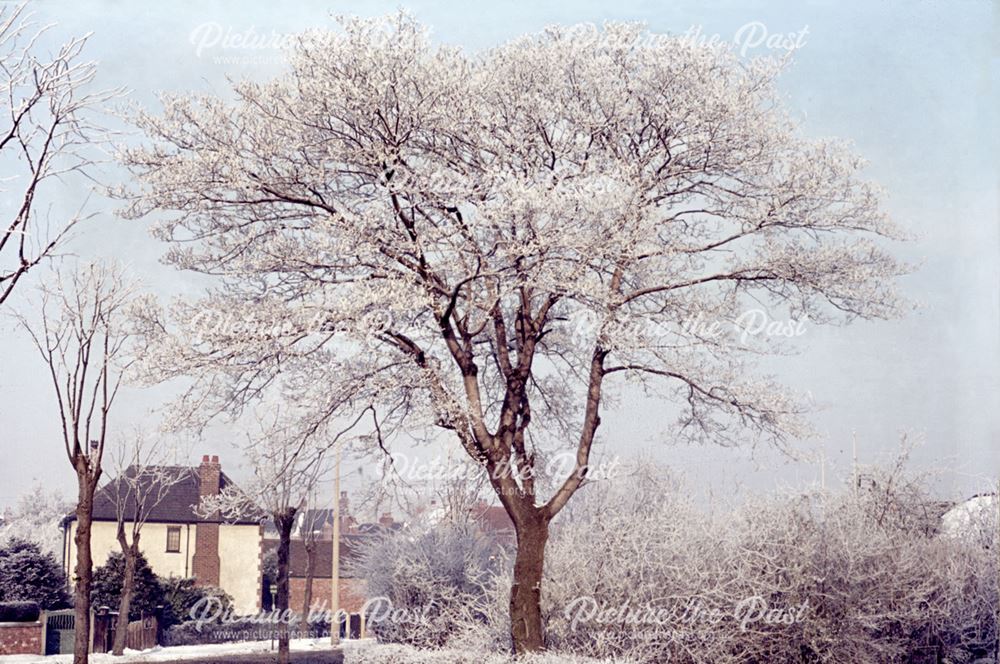 A tree on Wharncliffe Road in winter