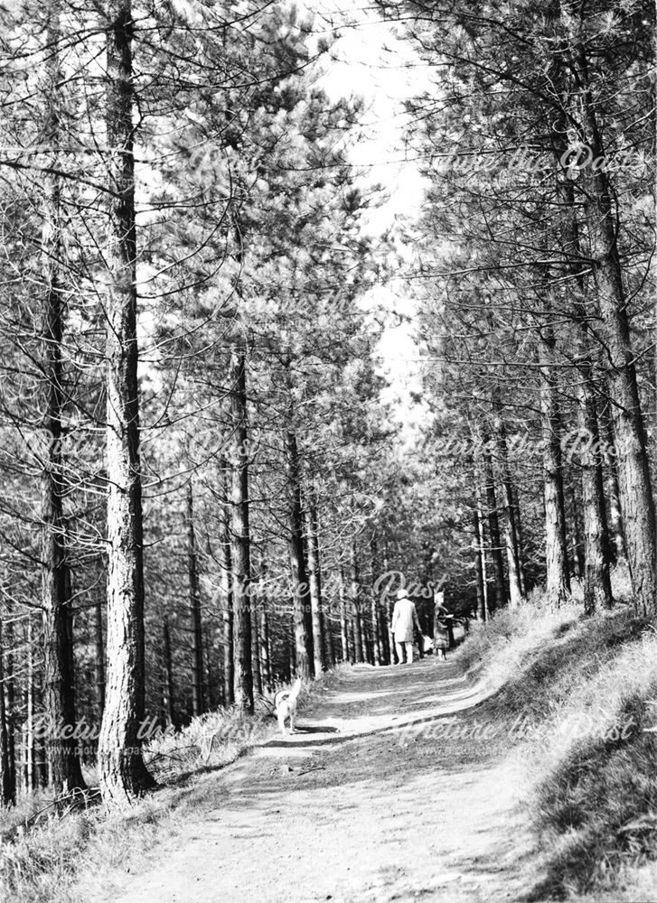 Ladies walking on Slippery stones path, Hope woodlands