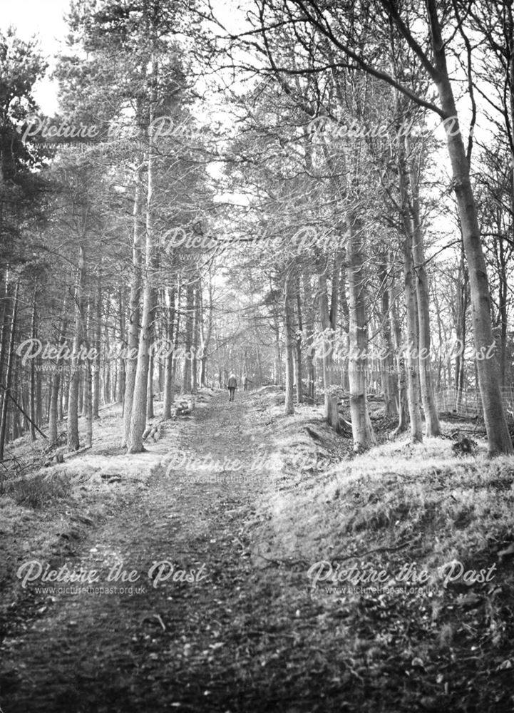 Slippery stones path, Hope woodlands