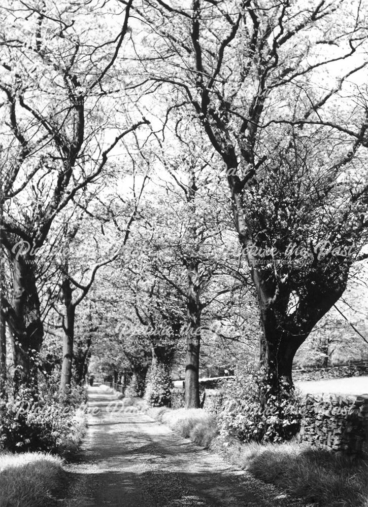 Trees in Mellor