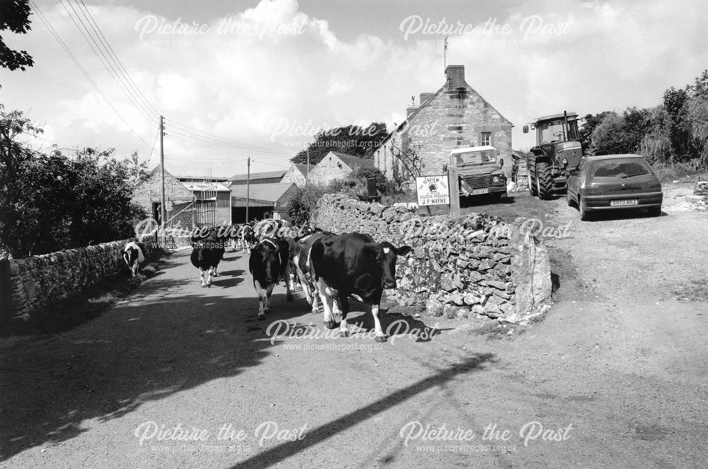 Cows being driven, Home Farm, Ible