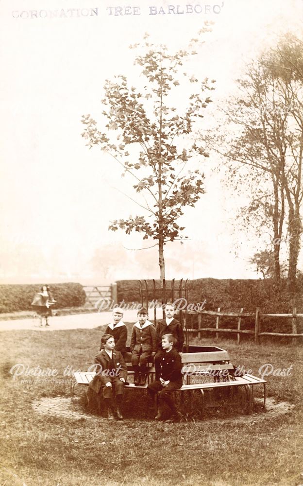 Coronation Tree, Barlborough