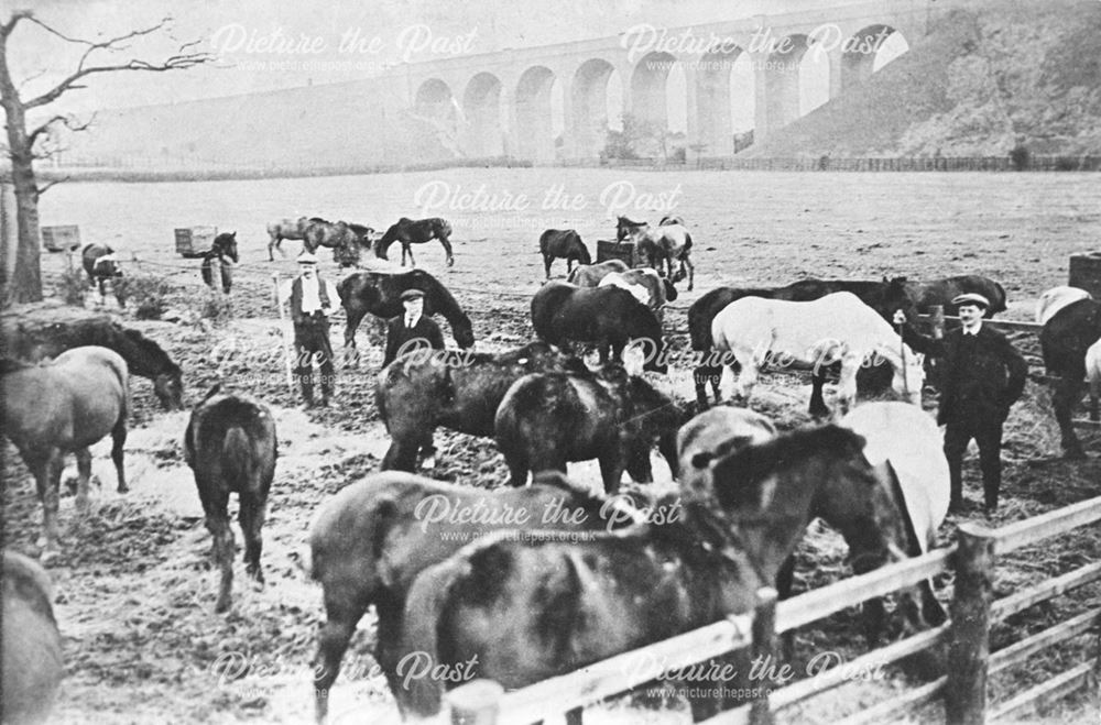 Pit ponies, brought from the pit for grazing during the 1926 Miners Strike, in front of Carr Vale Vi