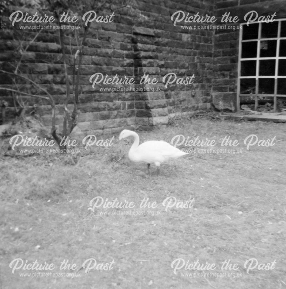 A Swan at Riber Castle Wildlife Zoo