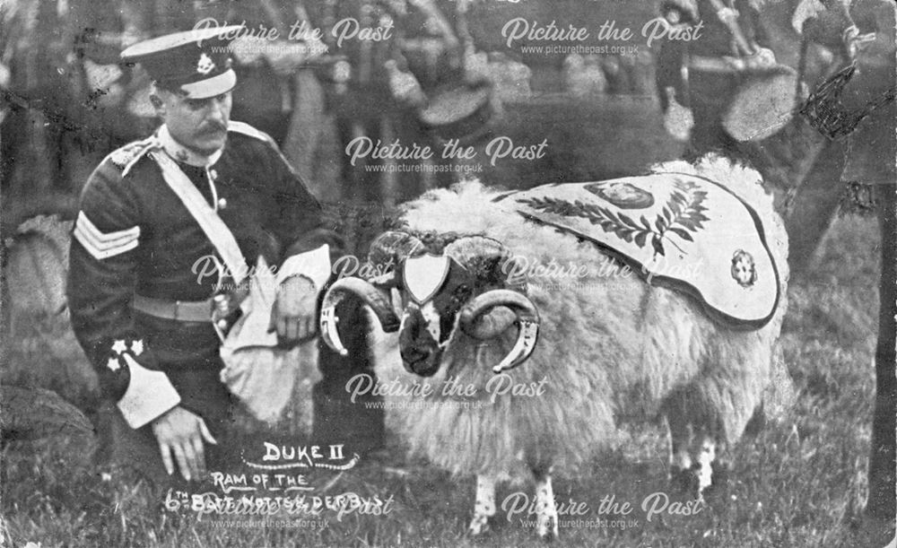Duke II, Ram of the 6th Battalion Notts and Derbys Regiment, , North Midland Division Camp, Hindlow,