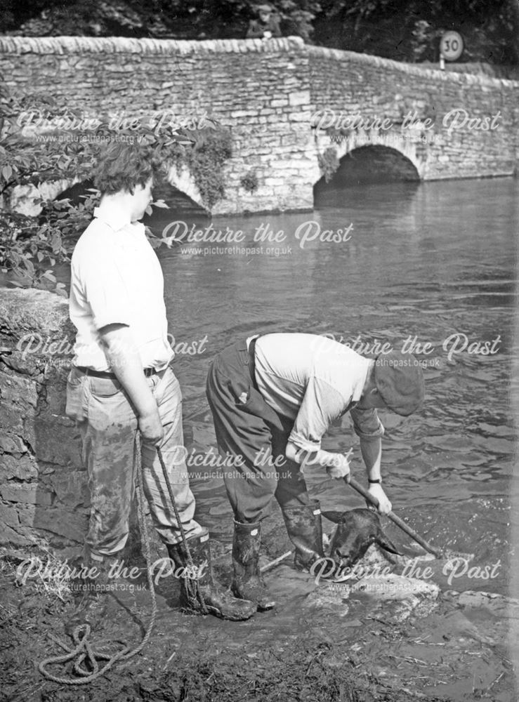 Sheep dipping at Ashford in the Water