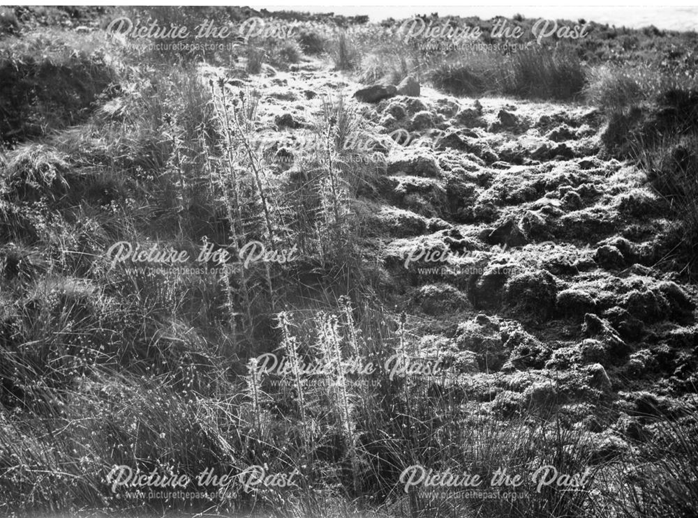 A spring forming a tributary of the River Derwent