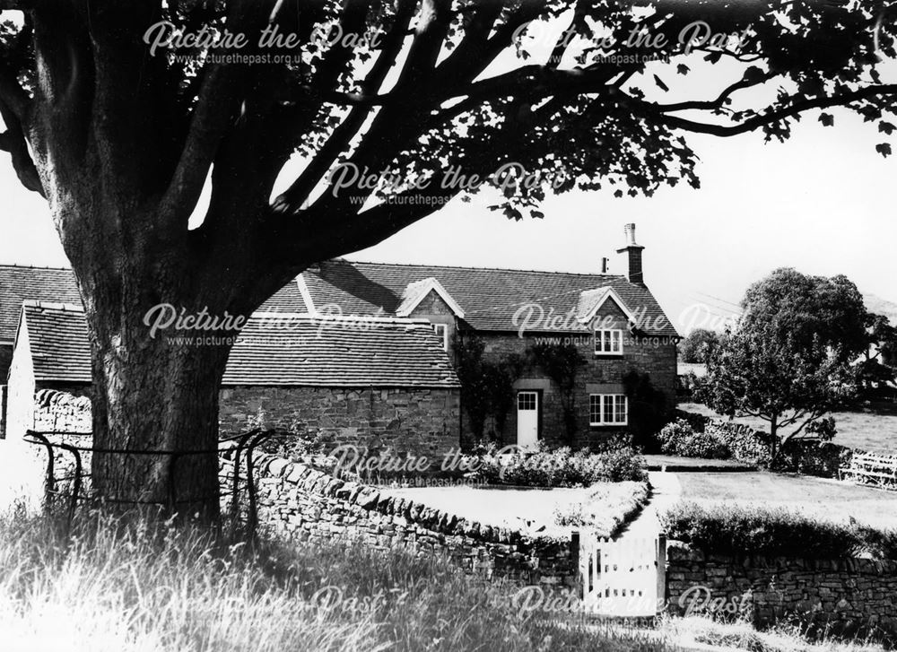 Sycamore tree by a cottage in Thorpe