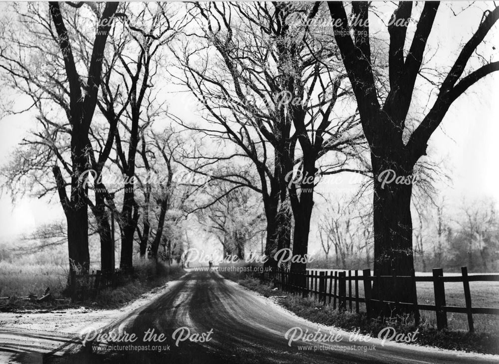 Trees beside the Coach Road, Butterley Near Ripley