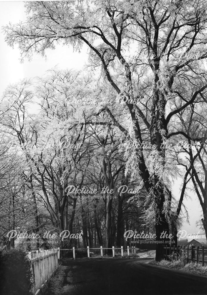 Trees beside the Coach Road, Butterley Near Ripley