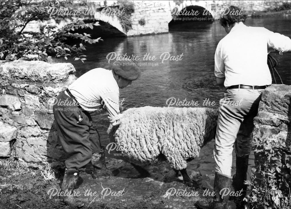 Sheep dipping at Ashford-in-the-Water