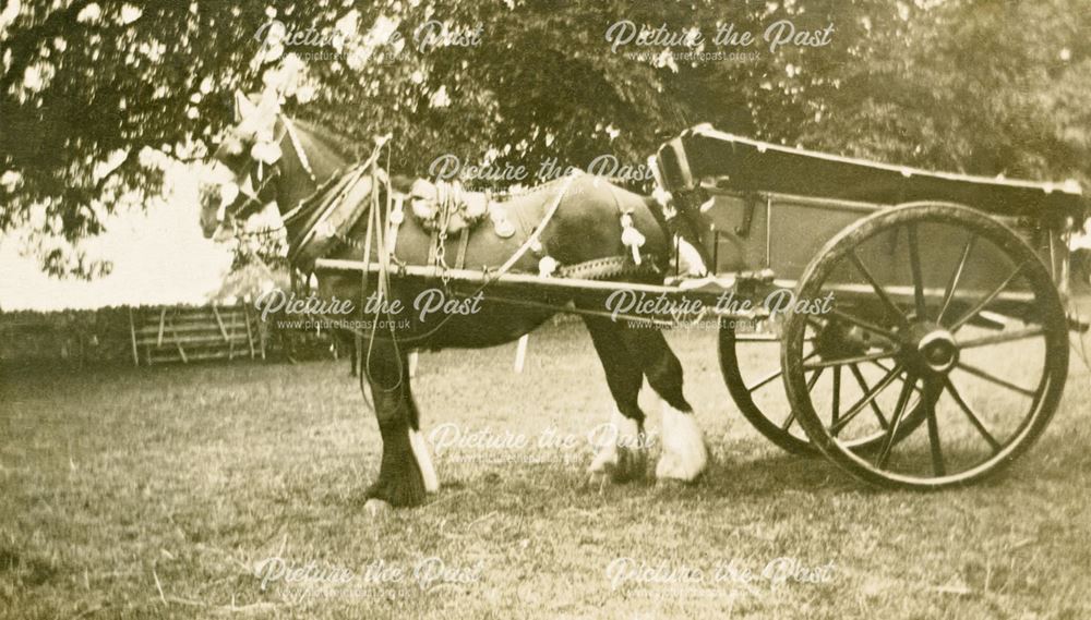 Ashover Show - First Prize for Decorated Turn out (from Hilltop Farm, Ashover), 1928
