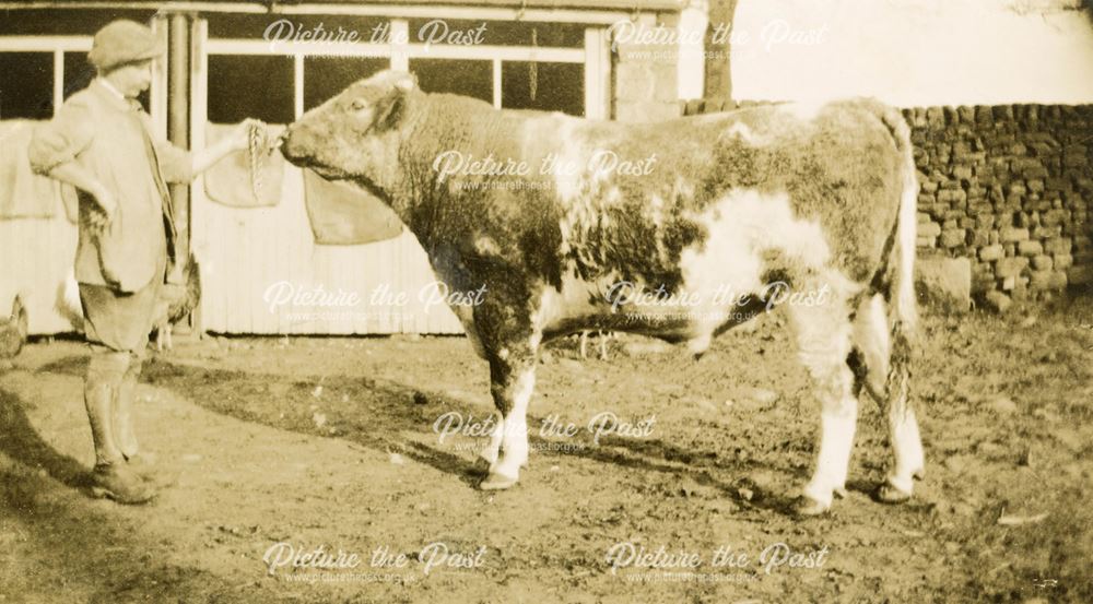 Harry Brailsford and Blue Albion Cow, 'Wingfield Clansman'