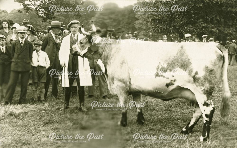 A Blue Albion Cow on show